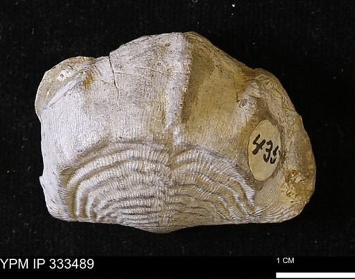 Leptaena rhomboidalis
