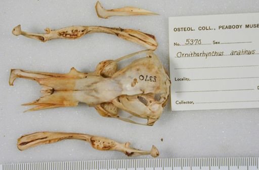 Ornithorhynchus anatinus