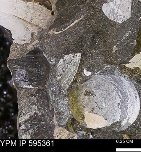 Protocardia sp.