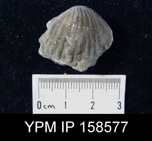 Rhynchotrema perlamellosa