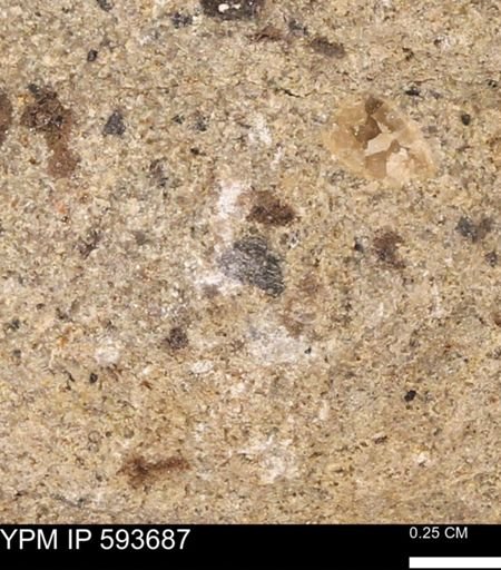 Baculites sp.