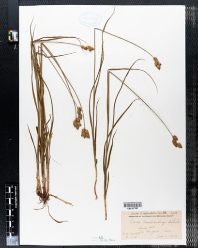 Carex bicknellii