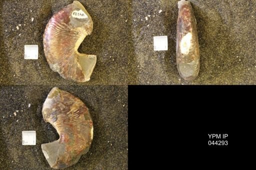 Hoploscaphites comprimus