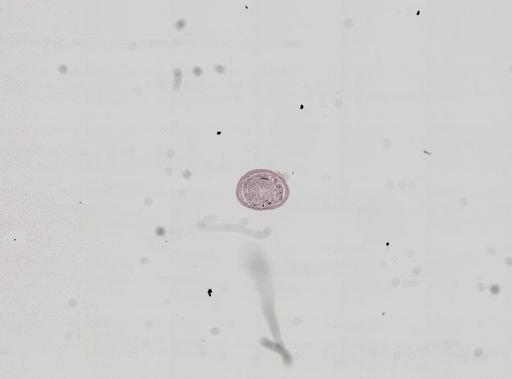 Plagiostomum whitmani