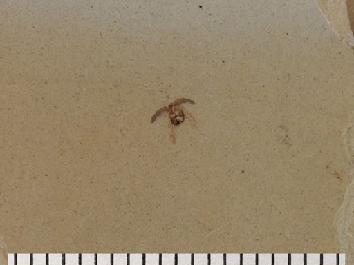 Coleoptera