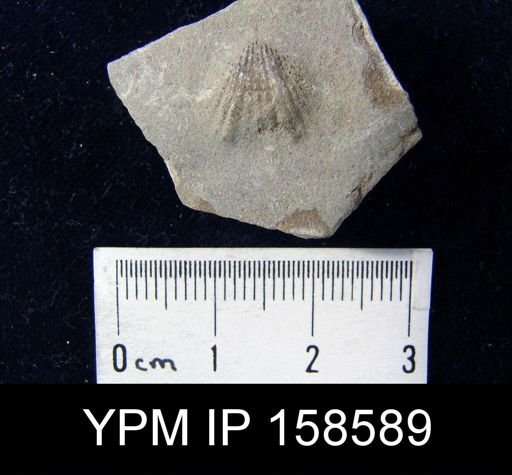 Rhynchotrema anticostiensis