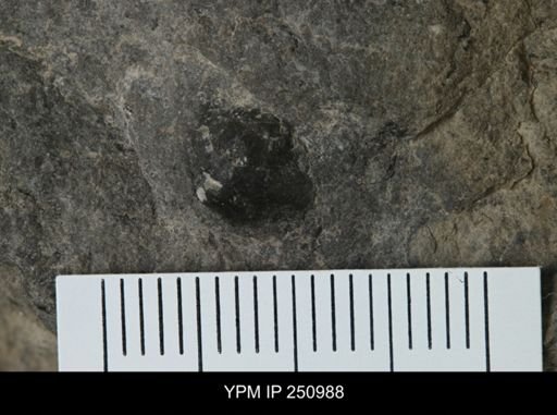 undet. Brachiopoda