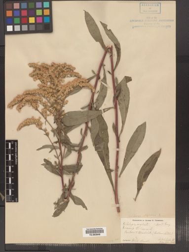 Solidago neglecta