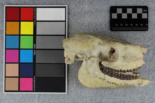 Mesohippus sp.