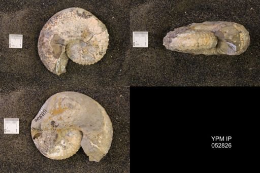 Discoscaphites gulosus
