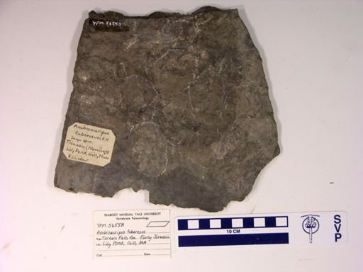 Anchisauripus tuberosus