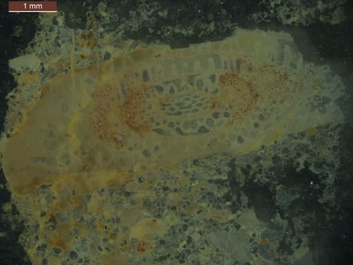 Schwagerina tersa