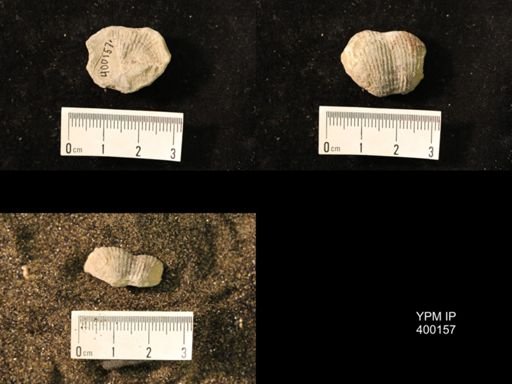 Marginifera lasallensis