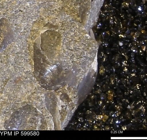 Protocardia subquadrata