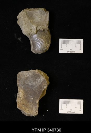 Inoceramus sp.