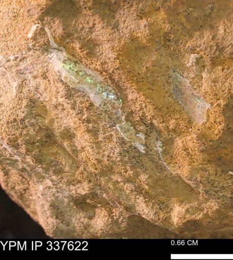 undet. Mollusca