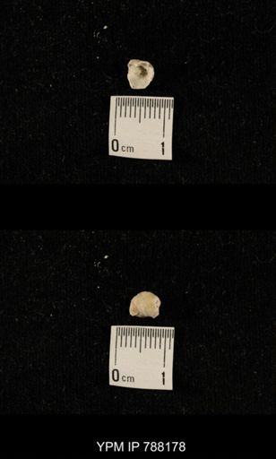 undet. Brachiopoda