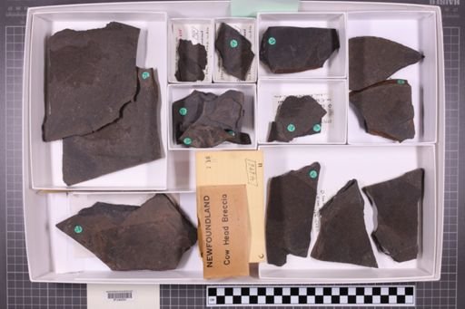 mixed taxa, stratigraphic collection