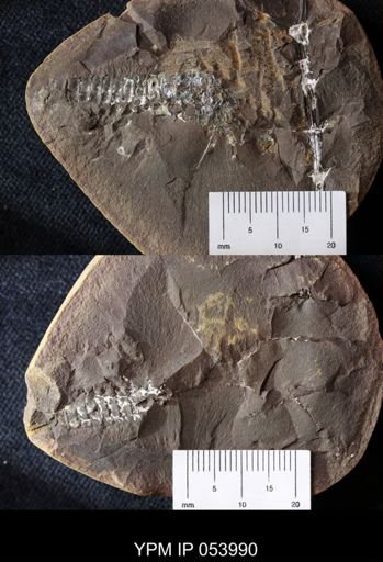 Acanthotelson stimpsoni