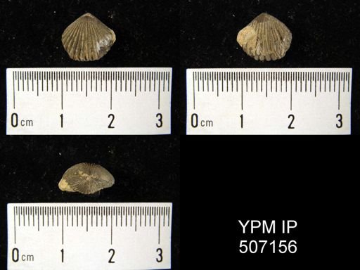 Rhynchonella sp.