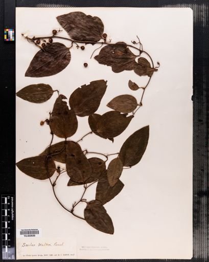 Smilax walteri