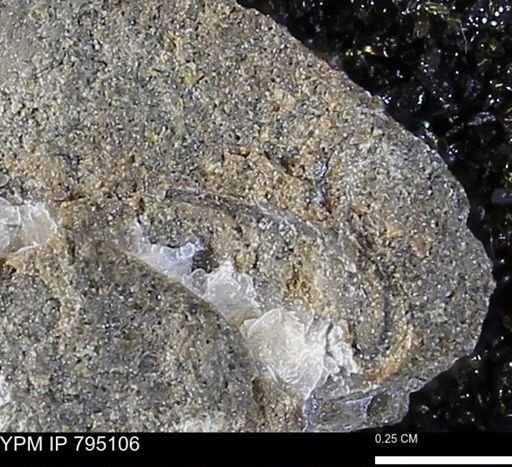 undet. Bivalvia