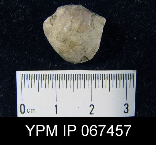 Stropheodonta varistriata