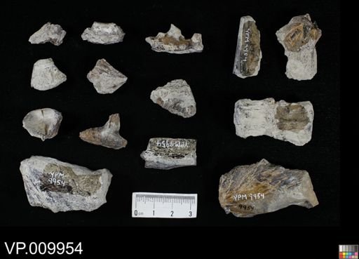 Enchodus?