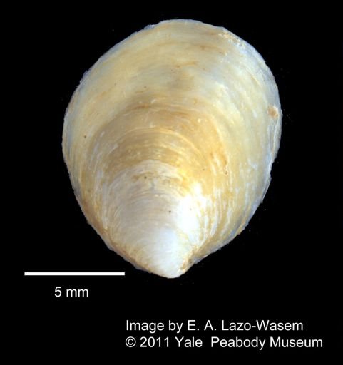 Crepidula striolata