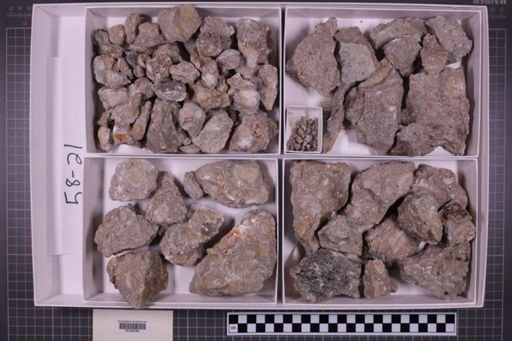 mixed taxa, stratigraphic collection