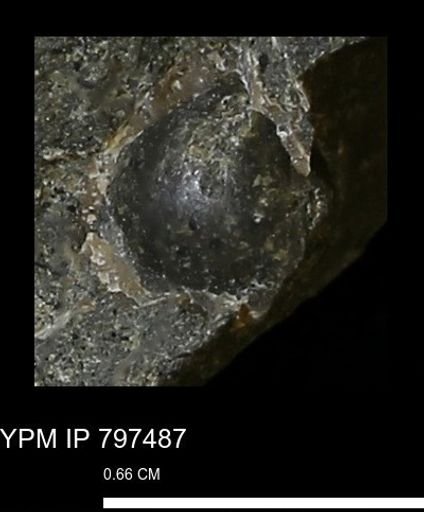 undet. Bivalvia