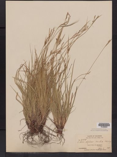 Carex deflexa