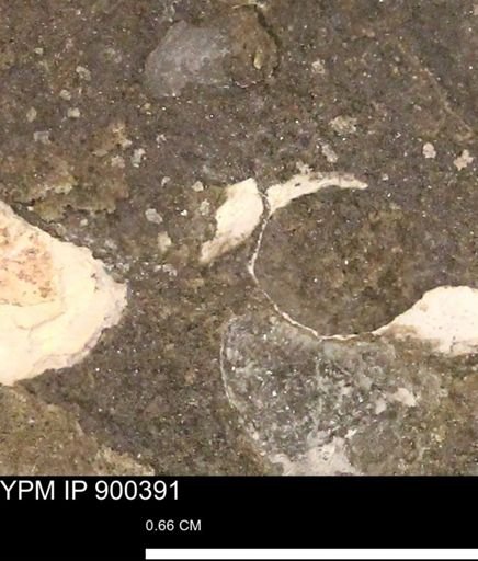 undet. Mollusca