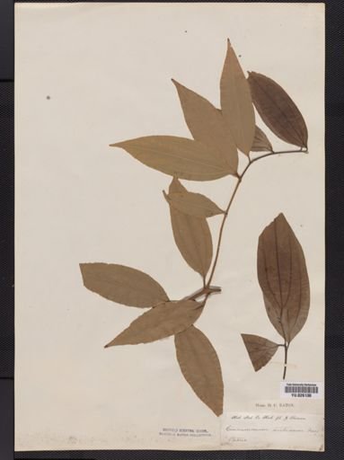 Cinnamomum
