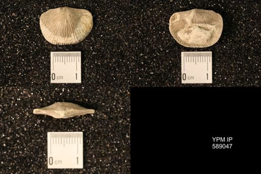 Dinorthis subquadrata