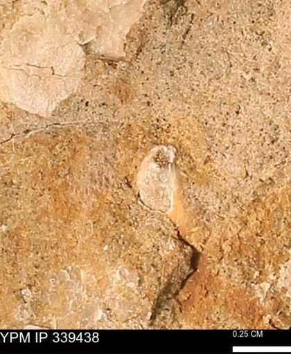 undet. Mollusca