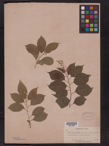 Celastrus scandens