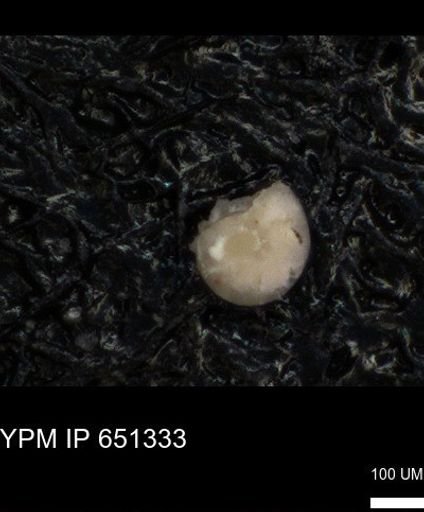 undet. Foraminiferida