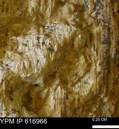 Teredo sp.