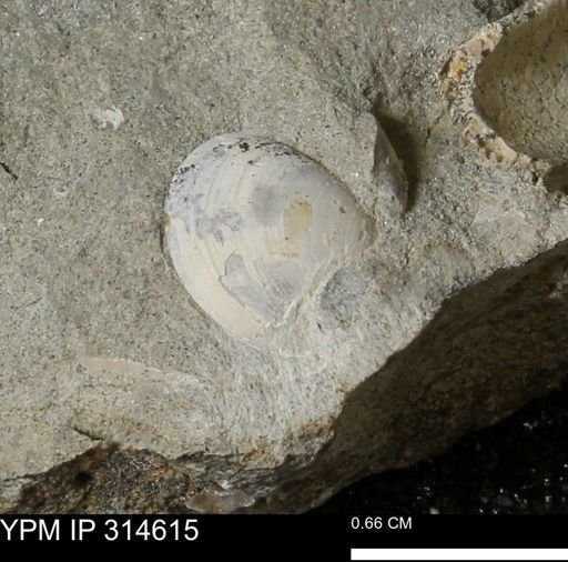 undet. Bivalvia