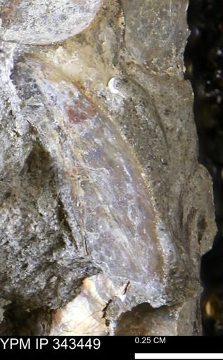 undet. Mollusca