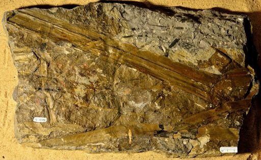 Calamites sp.