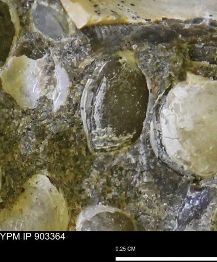 Corbulamella sp.