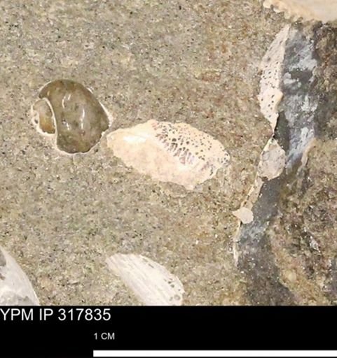 undet. Mollusca