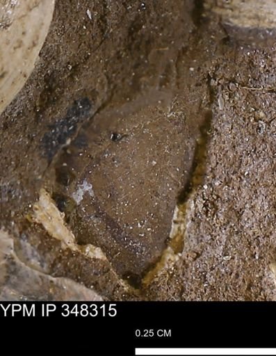 undet. Bivalvia