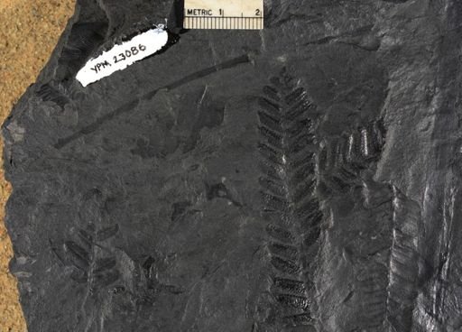 Pecopteris miltoni