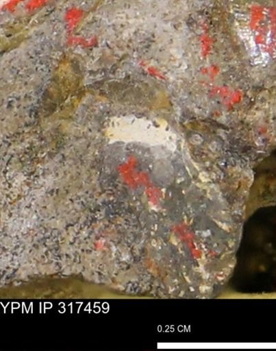 undet. Mollusca