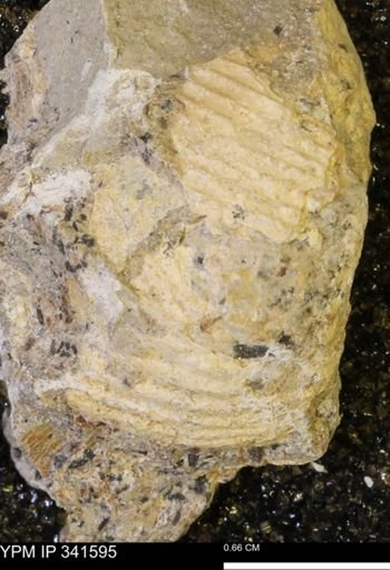 Scaphites sp.