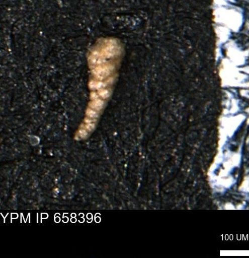 Verneuilinoides kansasensis