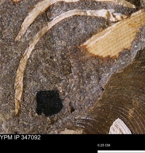 undet. Bivalvia